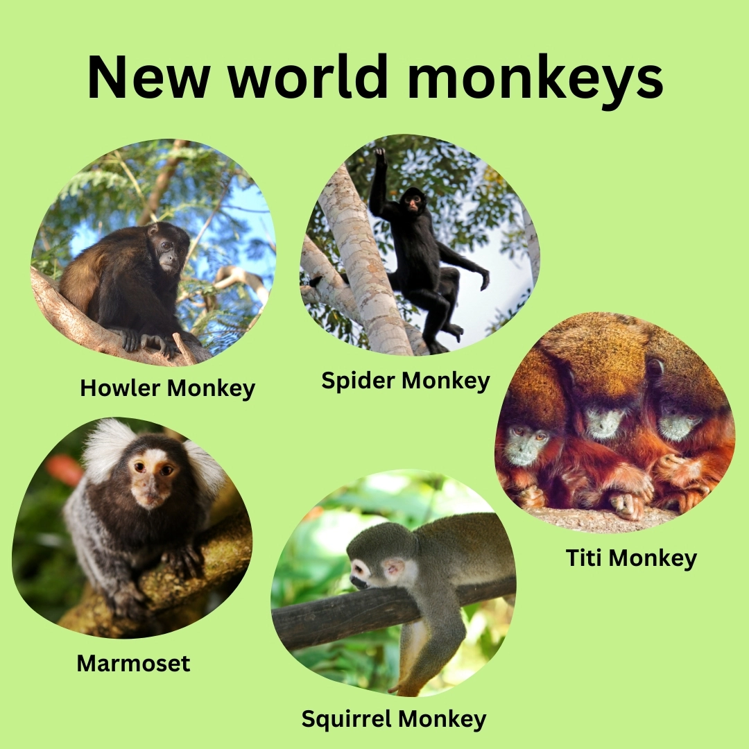 Some examples of New World Monkeys are: – New world monkeys and Old world monkeys explained