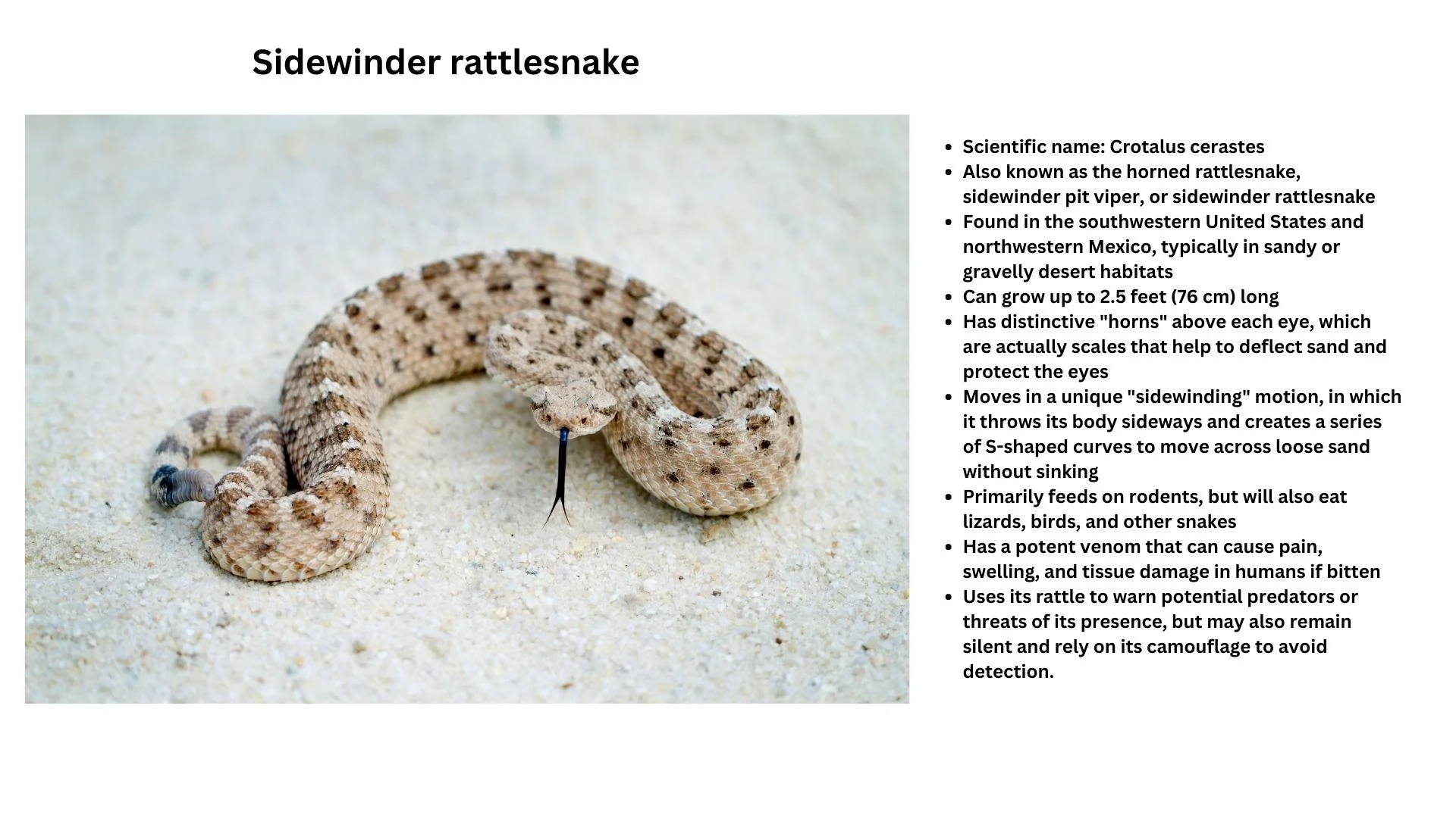 Snakes in desert – Snakes species of deserts
