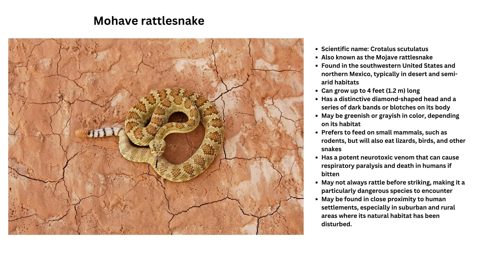 Mohave Rattlesnake: – Snakes in desert – Snakes species of deserts