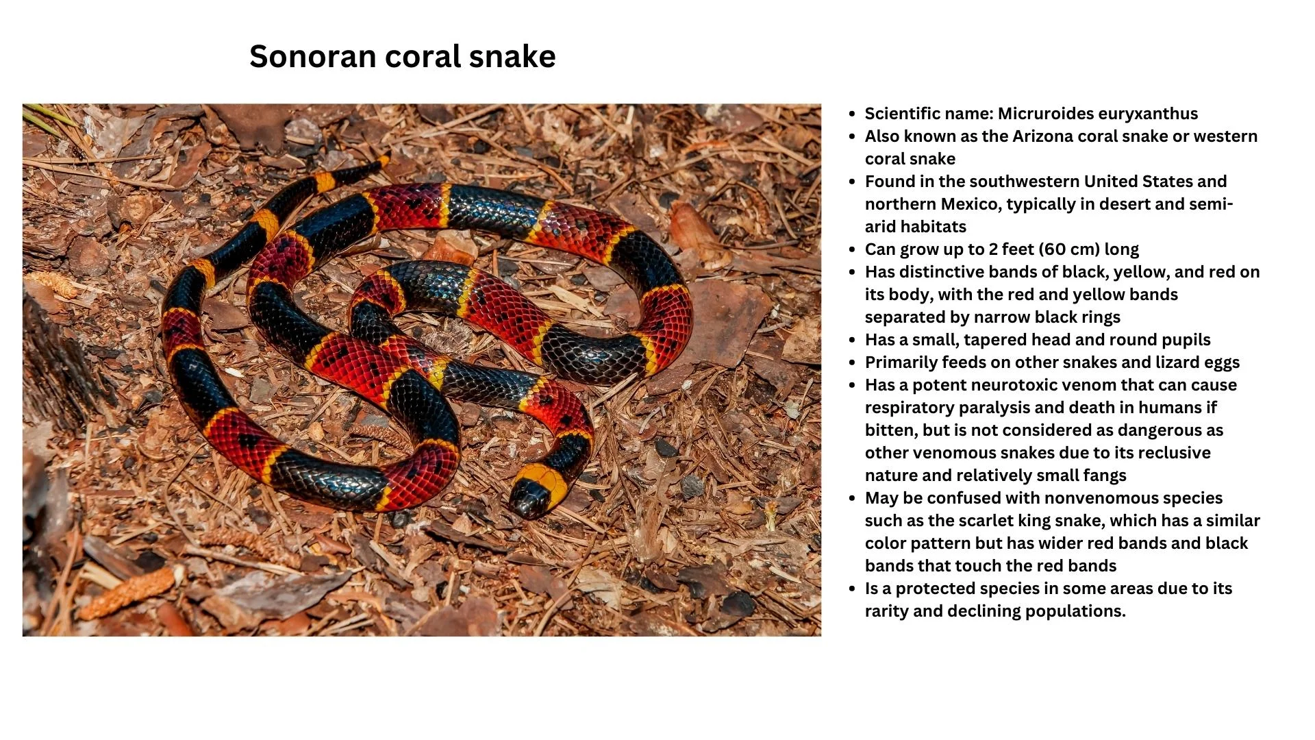 Sonoran Coral Snake: – Snakes in desert – Snakes species of deserts