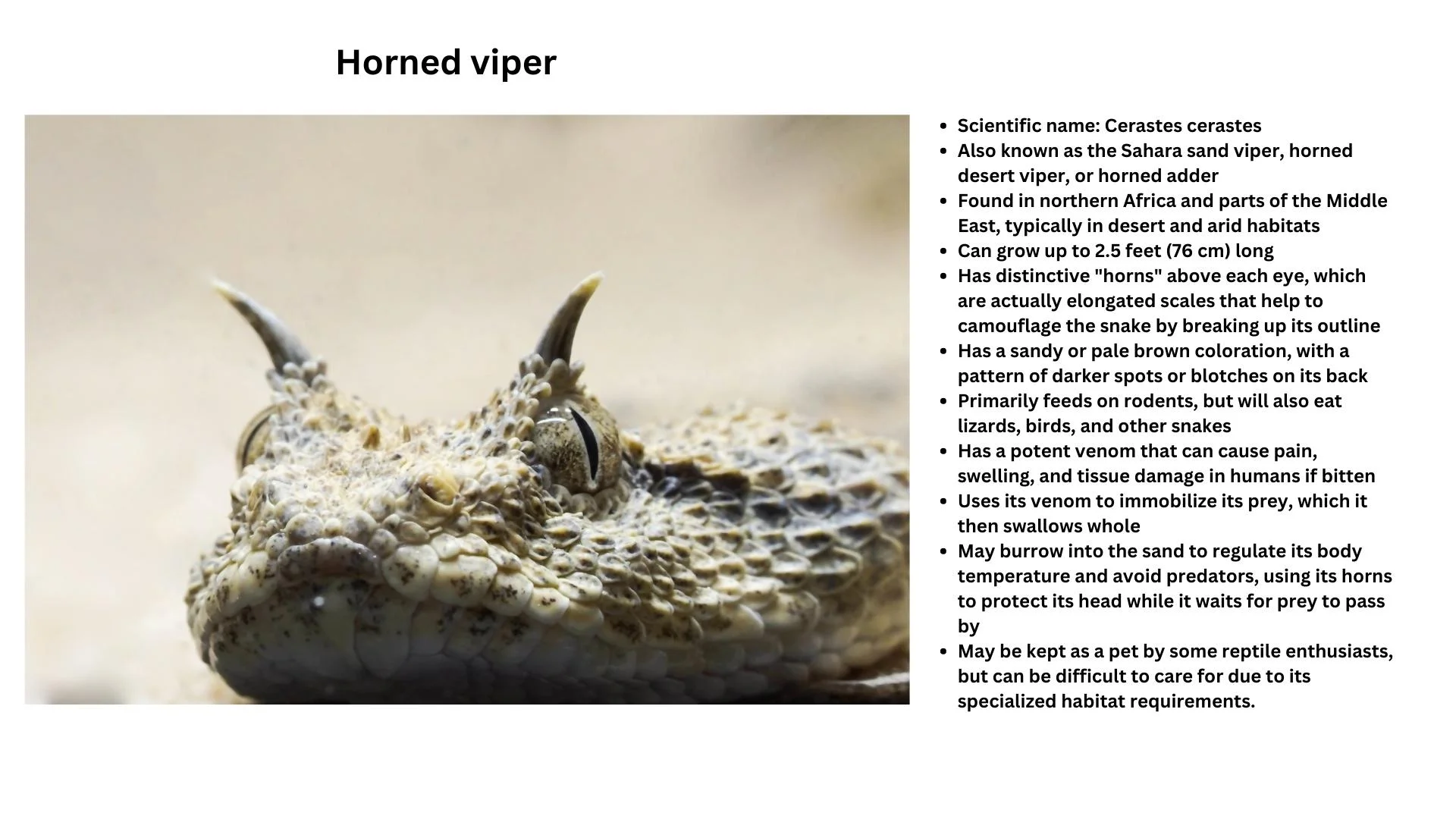 Horned Viper: – Snakes in desert – Snakes species of deserts
