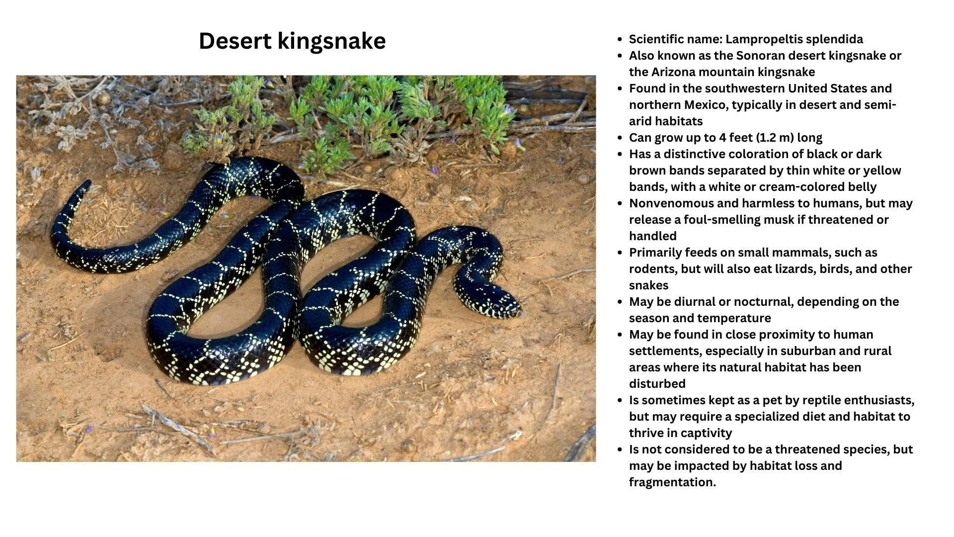 Desert Kingsnake: – Snakes in desert – Snakes species of deserts