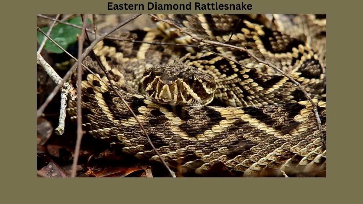 The Eastern Diamond Rattlesnake