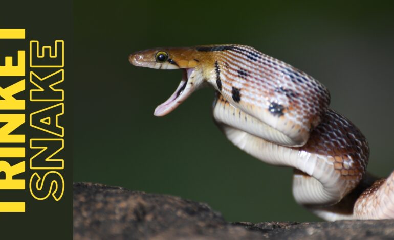  Trinket snake – the non-venomous snake