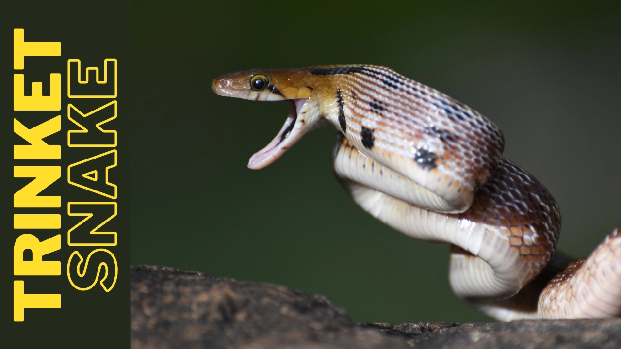 Trinket snake - the non-venomous snake