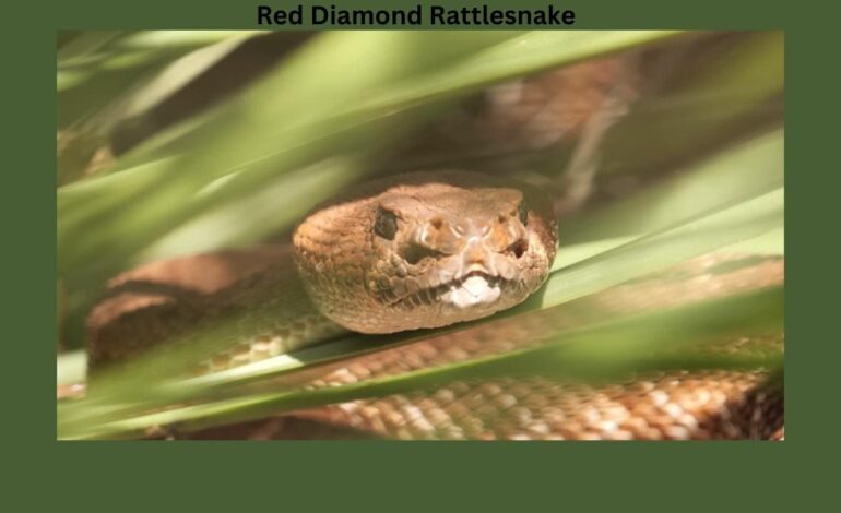  The Red Diamond Rattlesnake