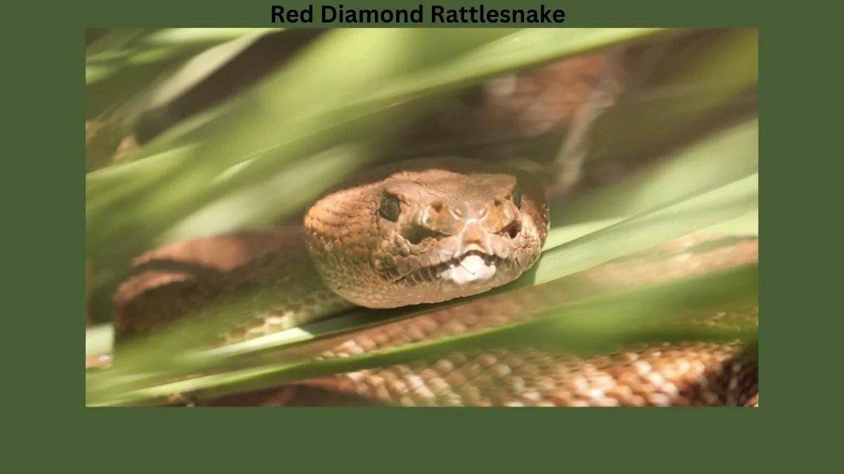 The Red Diamond Rattlesnake
