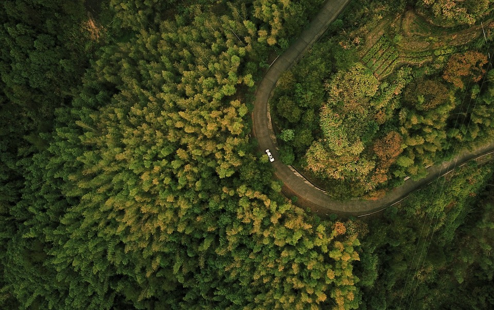 Free Drone Forest photo and picture