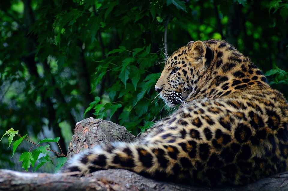 Free Leopard Animal photo and picture