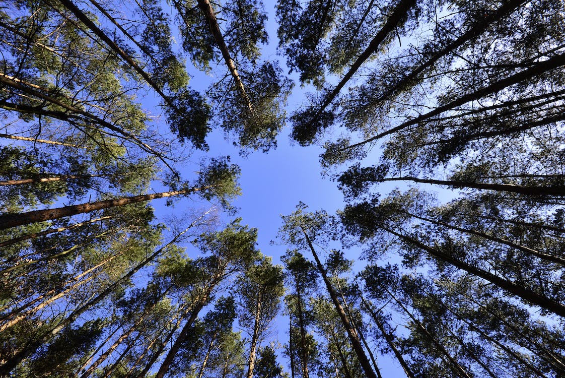 Free Tall Green Tree during Daytime Stock Photo