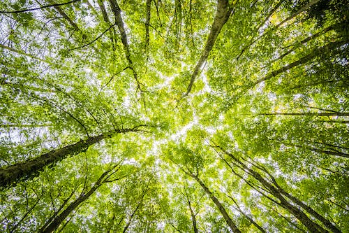 Free Worms Eyeview of Green Trees Stock Photo