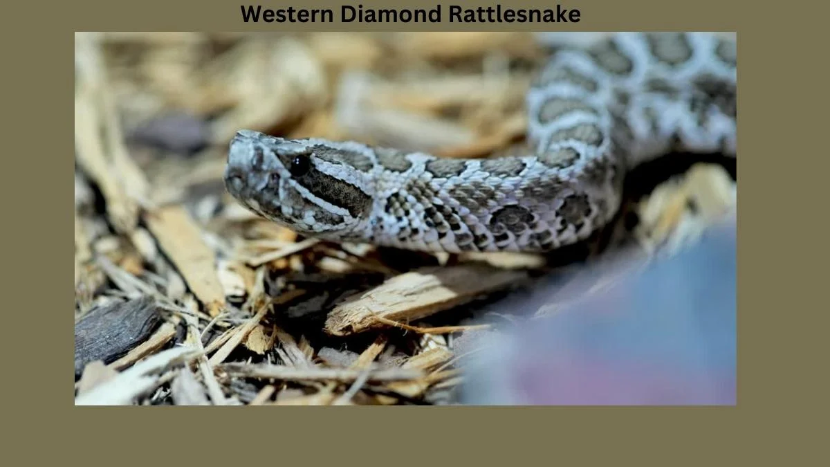 The Western Diamond Rattlesnake