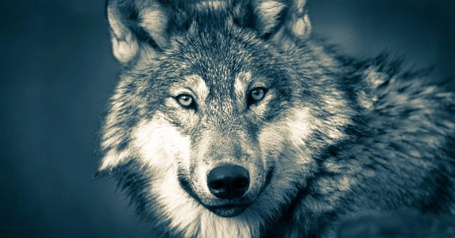 Biggest wolf in the world – Nature study notes