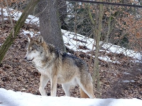 Facts on Gray Wolf – Biggest wolf in the world