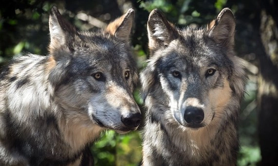 Biggest wolf in the world