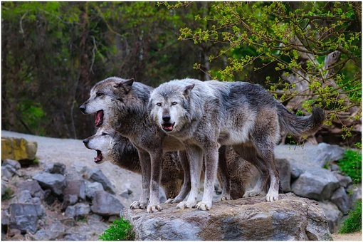 Behavior patterns of Gray Wolf – Biggest wolf in the world