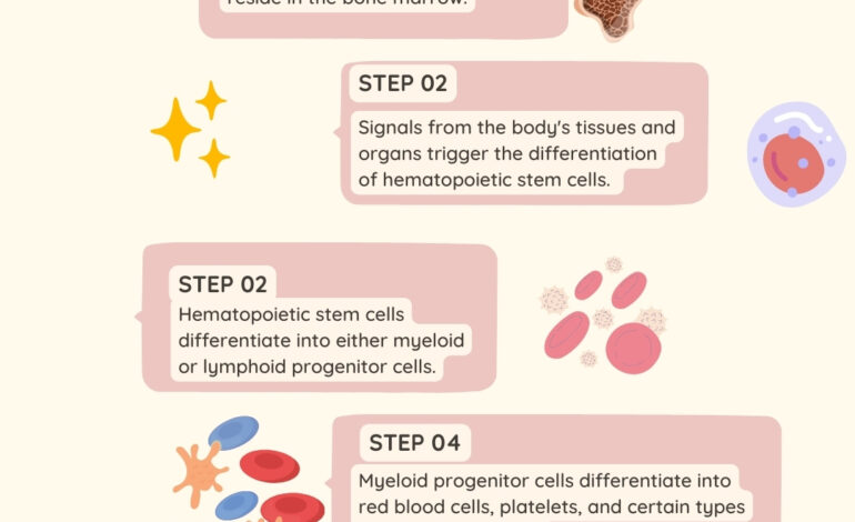 Hematopoietic stem cells (HSCs) are multipotent cells that can differentiate into all types of blood cells.