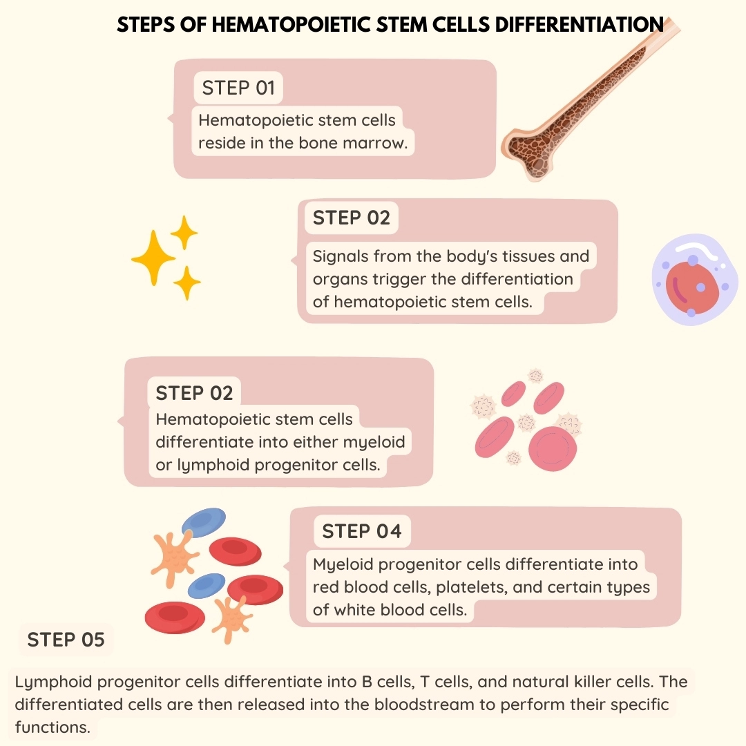 What is hematopoietic stem cells differentiation?