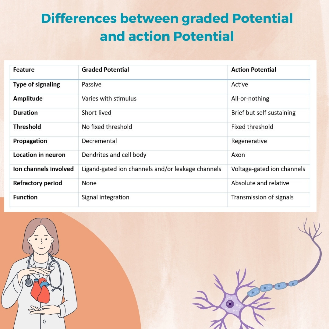 Cardiac Action Potential and Graded Potential vs Action Potential