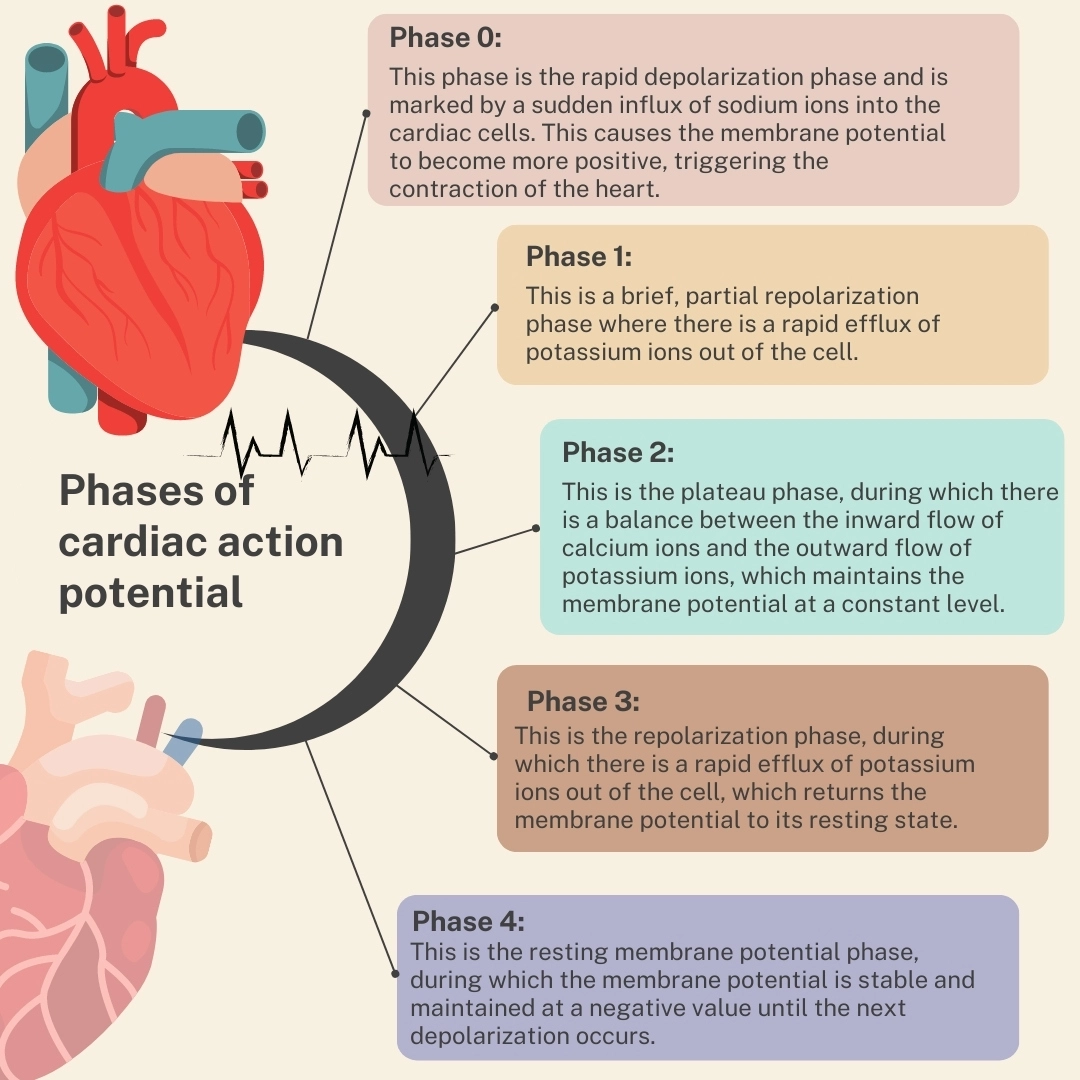 Phases of cardiac action potential – Cardiac Action Potential and Graded Potential vs Action Potential