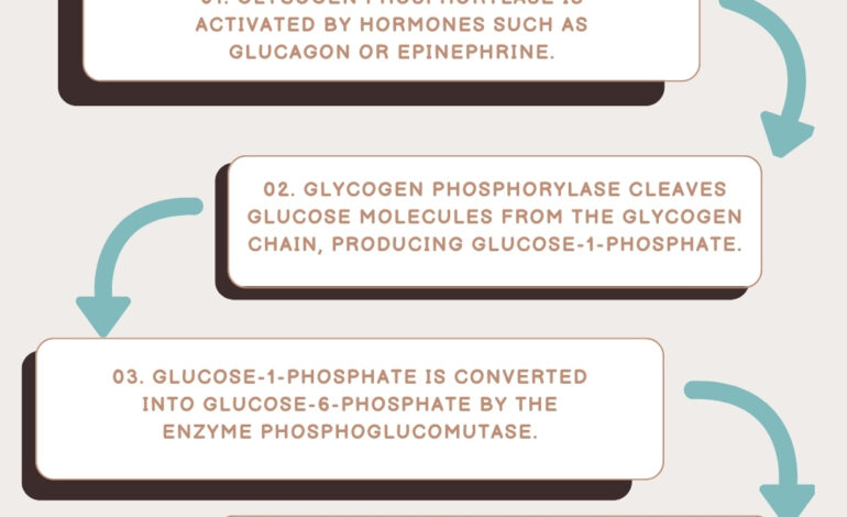  Glycogenolysis