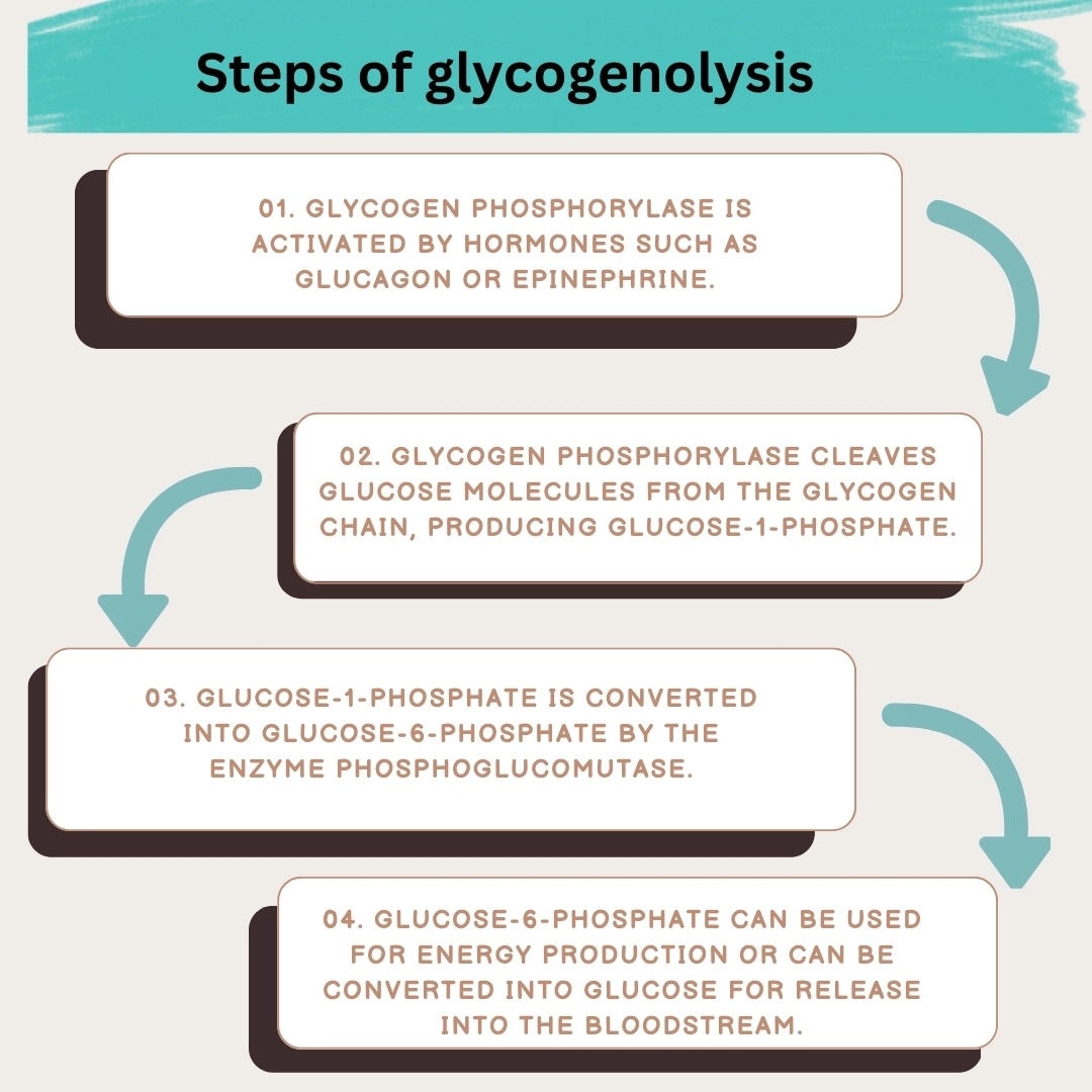 Glycogenolysis