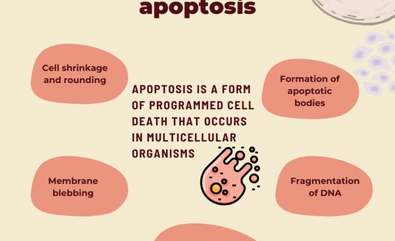 Apoptosis vs necrosis