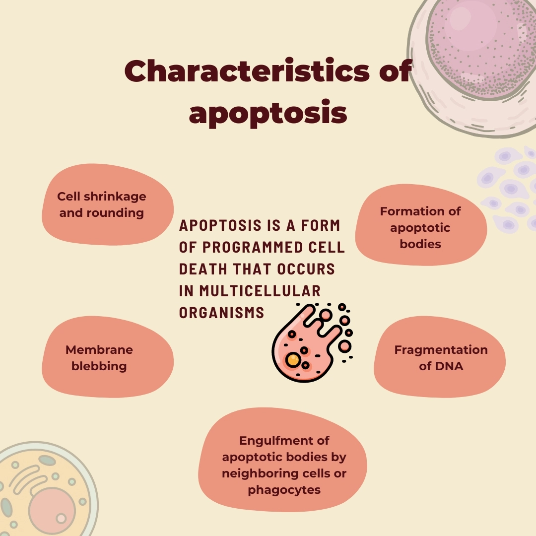 Apoptosis vs necrosis