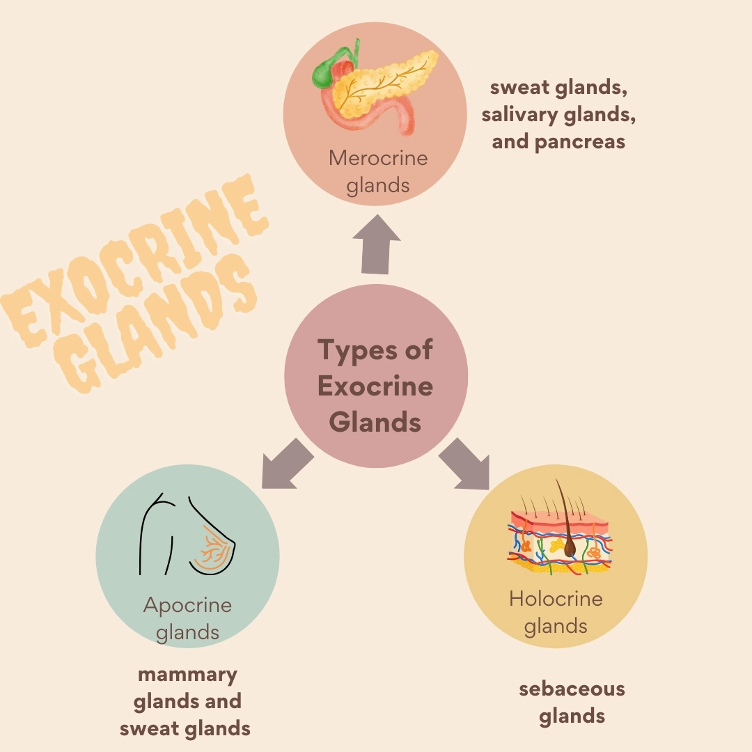 Common type of exocrine glands – Exocrine Glands - lecture notes