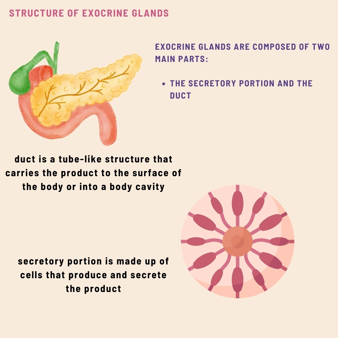 Exocrine Glands - lecture notes