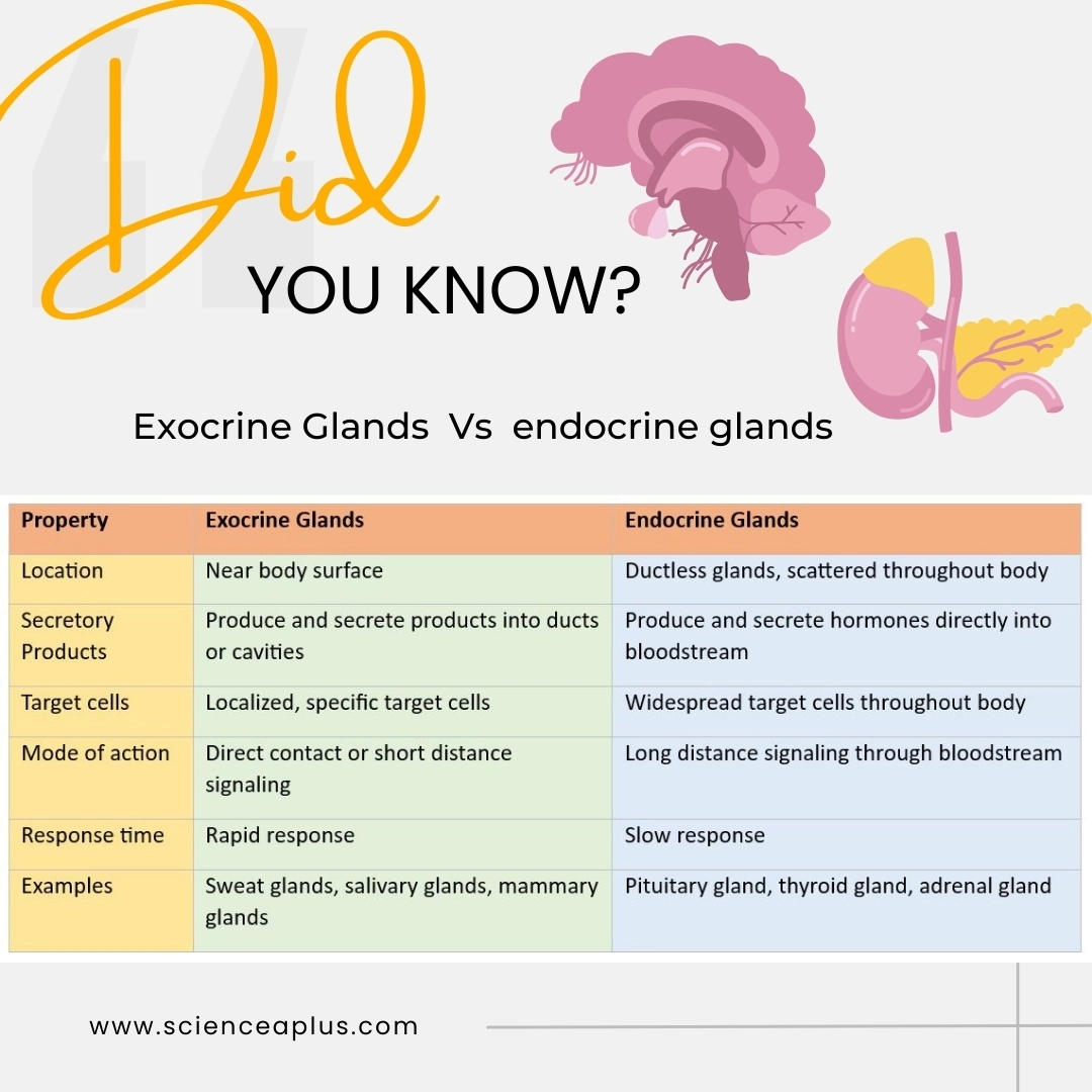 Exocrine Glands vs endocrine glands – Exocrine Glands - lecture notes