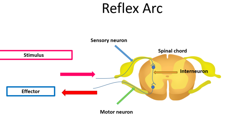  Reflex Arc: Definition, Simple Reflex Arc, and Diagram