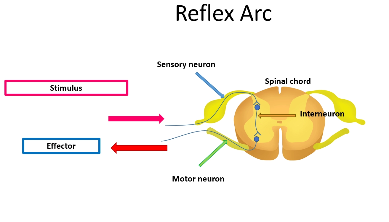 Reflex Arc: Definition, Simple Reflex Arc, and Diagram