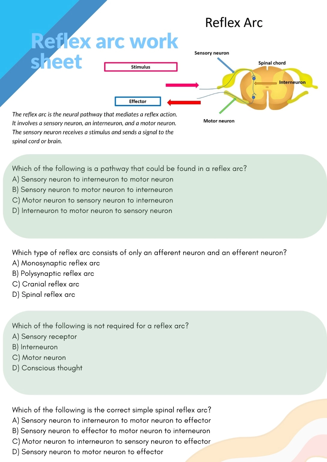 Reflex arc work sheet – Reflex Arc: Definition, Simple Reflex Arc, and Diagram