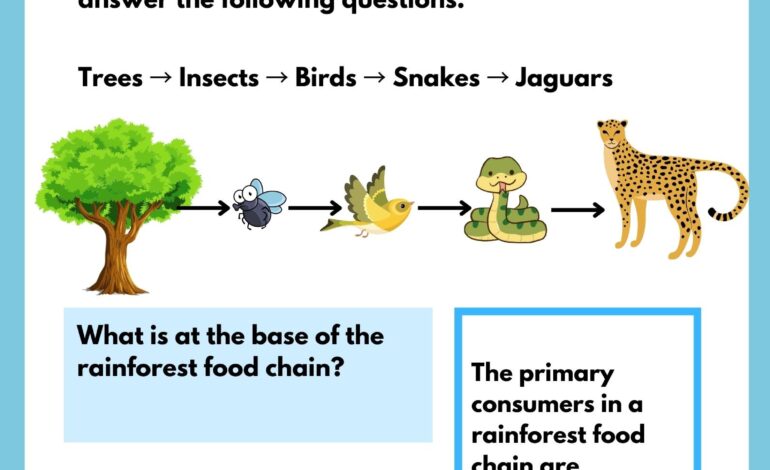  Food chain in the rainforest – work sheets