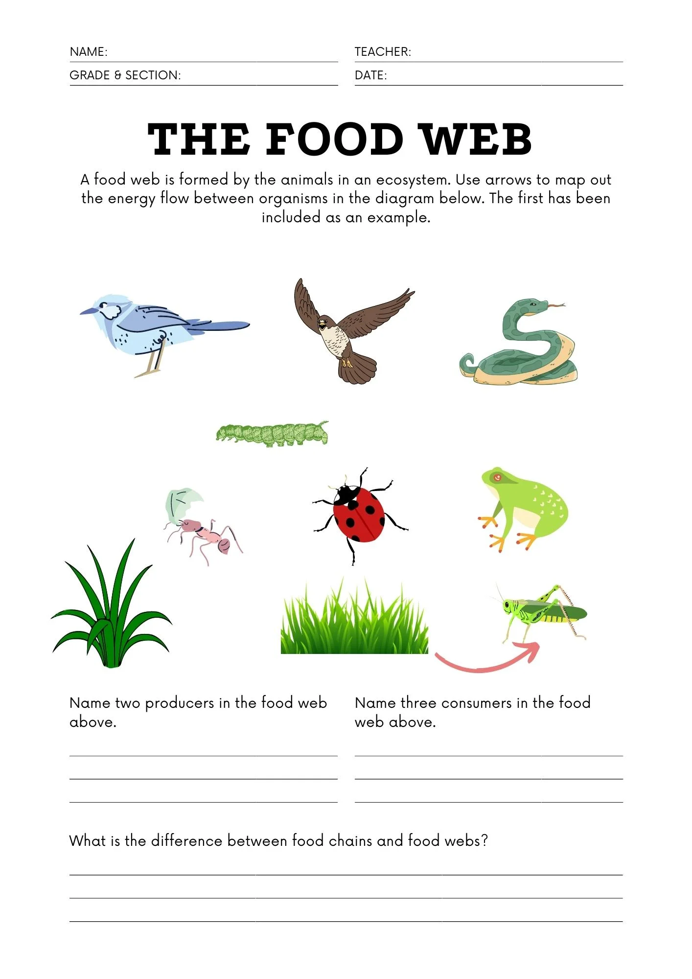 Basics of Food chains - science worksheet