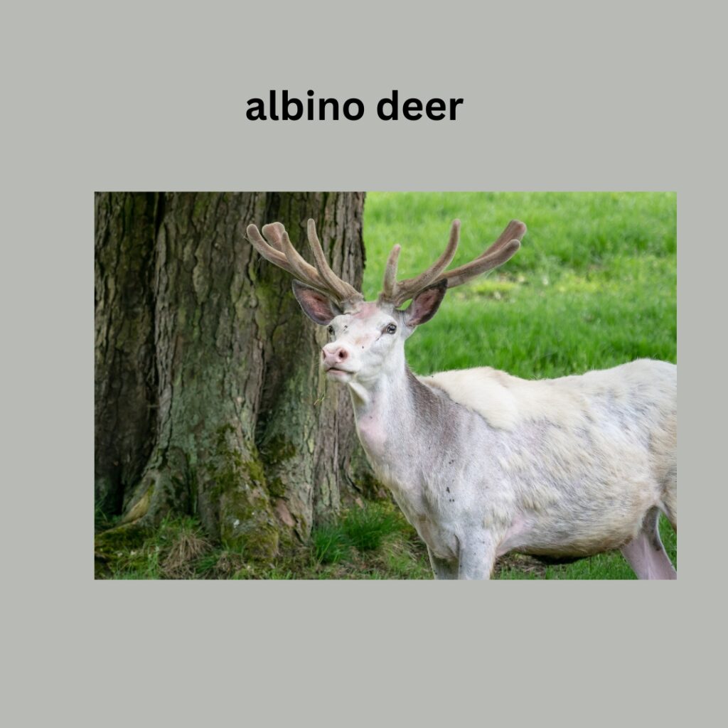 "Discover the Mystical Charm of Albino Deer: Unveiling Nature's Rarest Gem!"