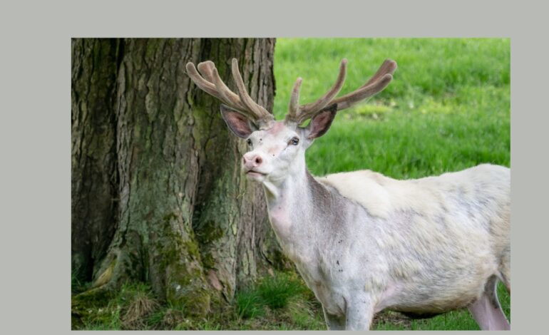  Albino Deer: Mystical Creatures of Nature