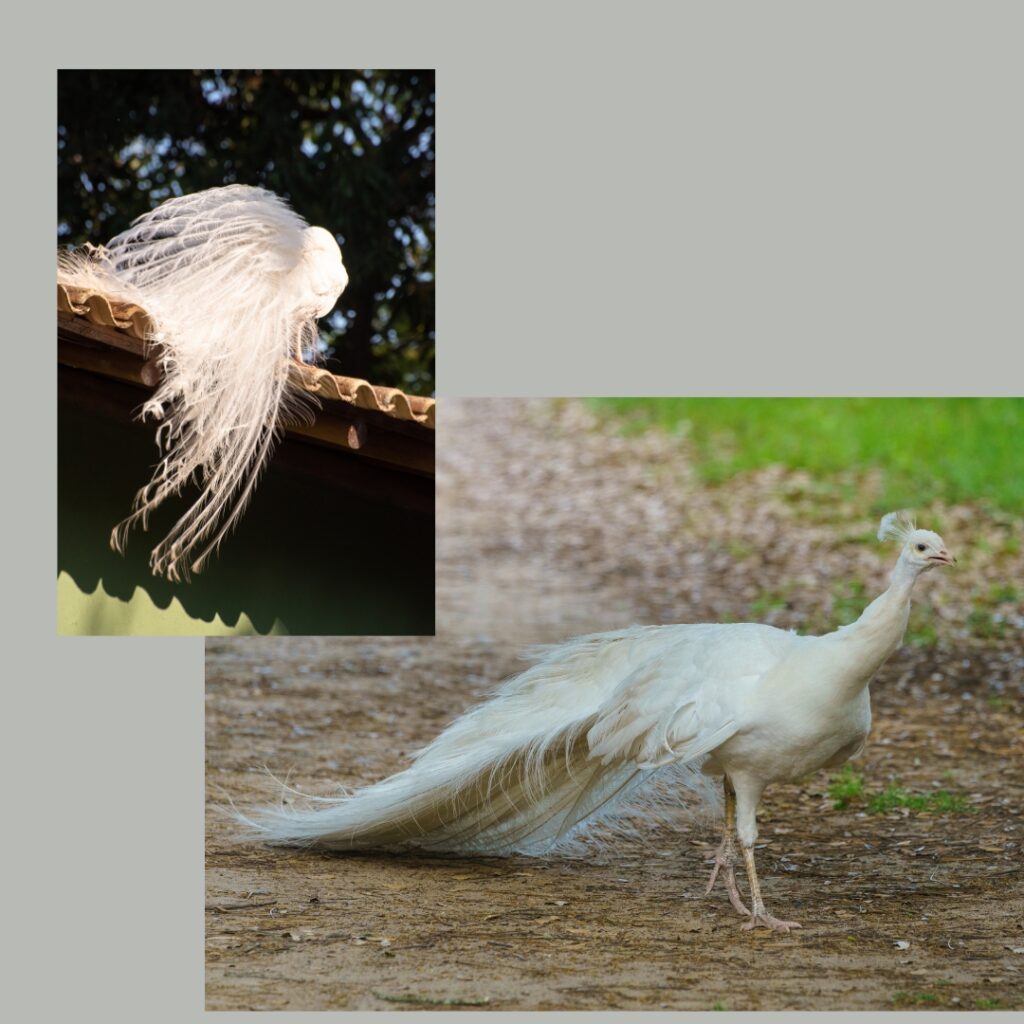 albino peacock