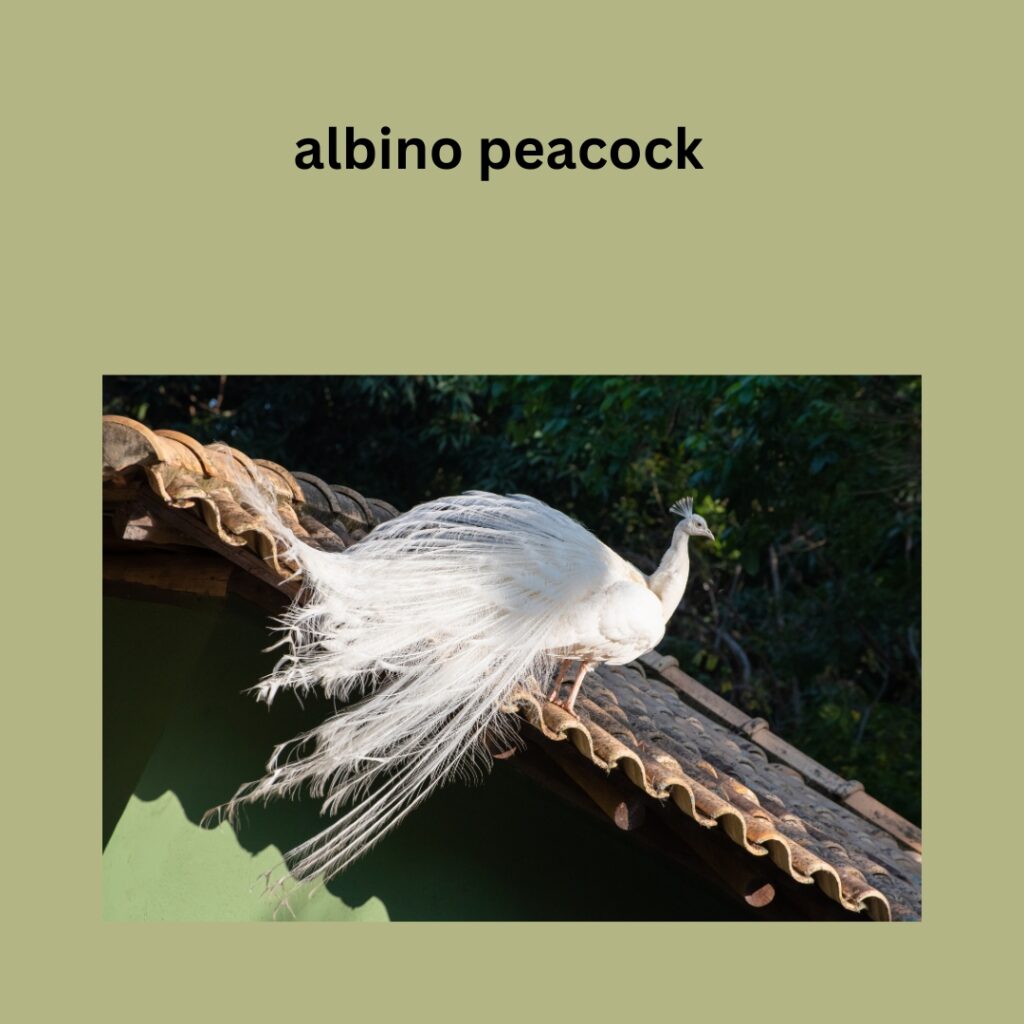 albino peacock