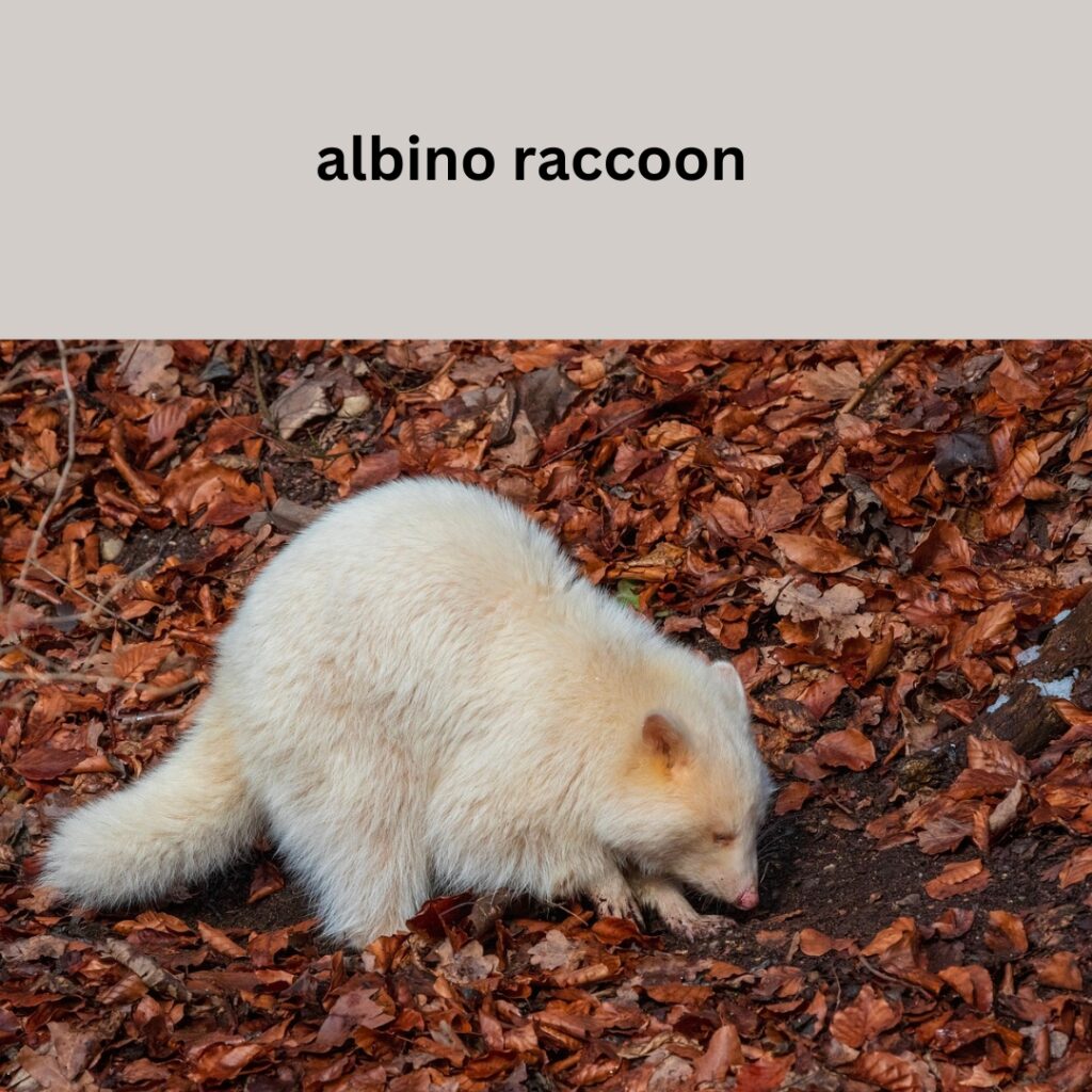 Albino raccoon, Rare wildlife, Unique animal species, Wildlife facts, Raccoon behavior, Wildlife diversity, Nature's wonders, Wildlife conservation, Albinism, Wildlife photography