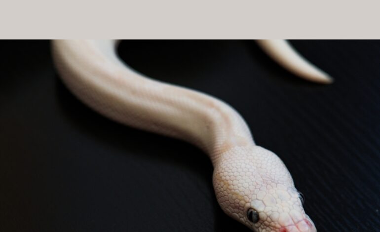  Albino Snake facts