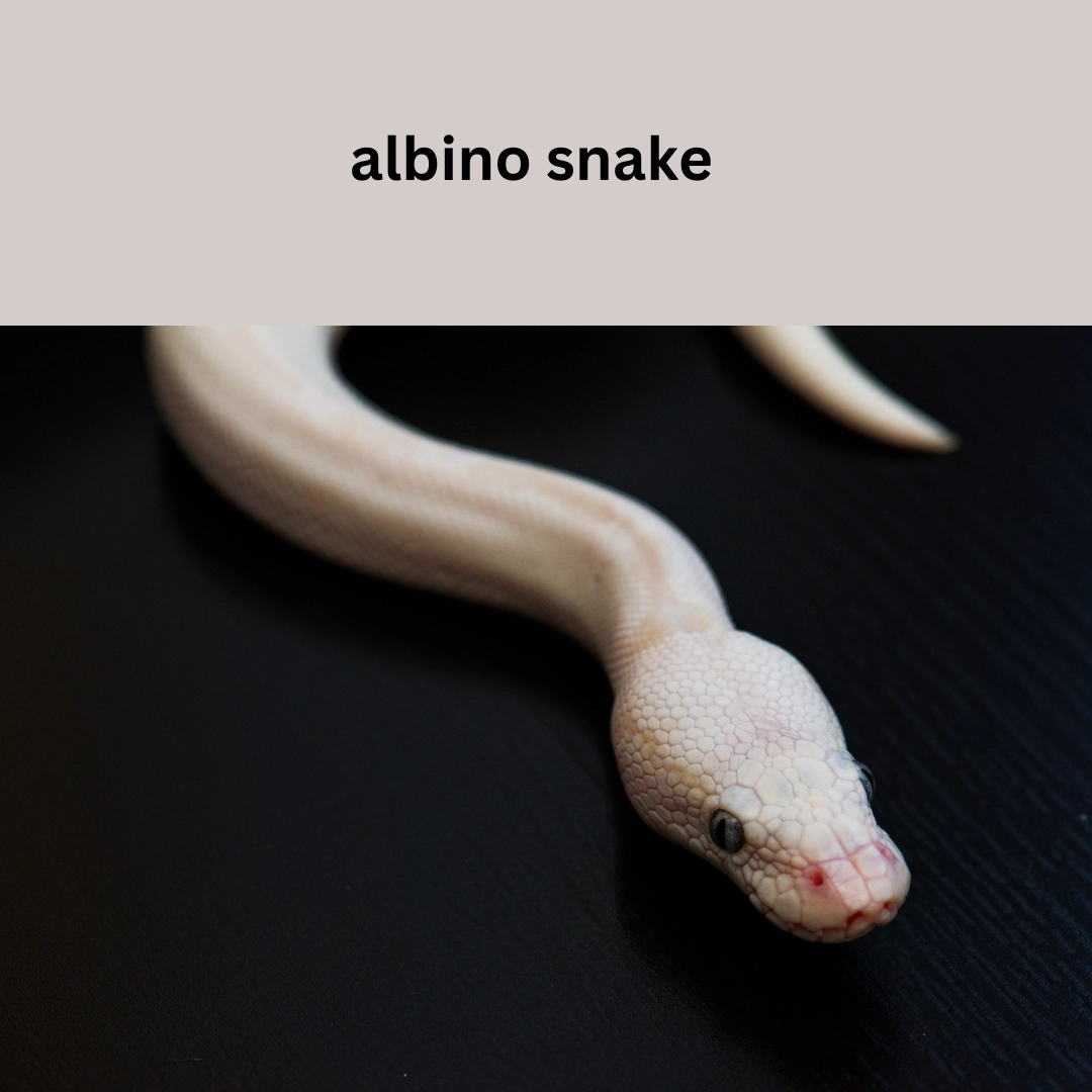 Albino Snake facts