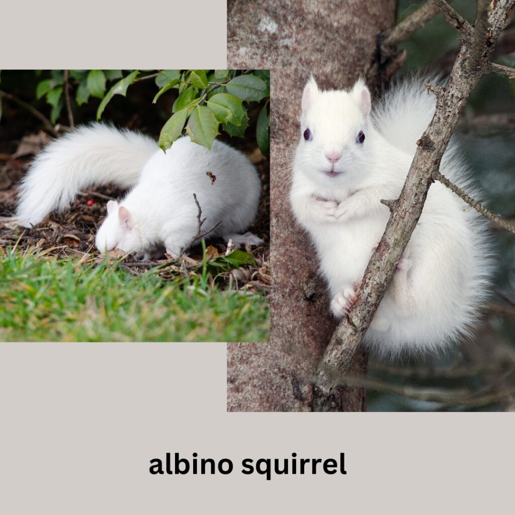 Albino squirrel, Rare wildlife, Unique animal species, Wildlife facts, Squirrel behavior, Wildlife diversity, Nature's wonders, Wildlife conservation, Albinism, Wildlife photography