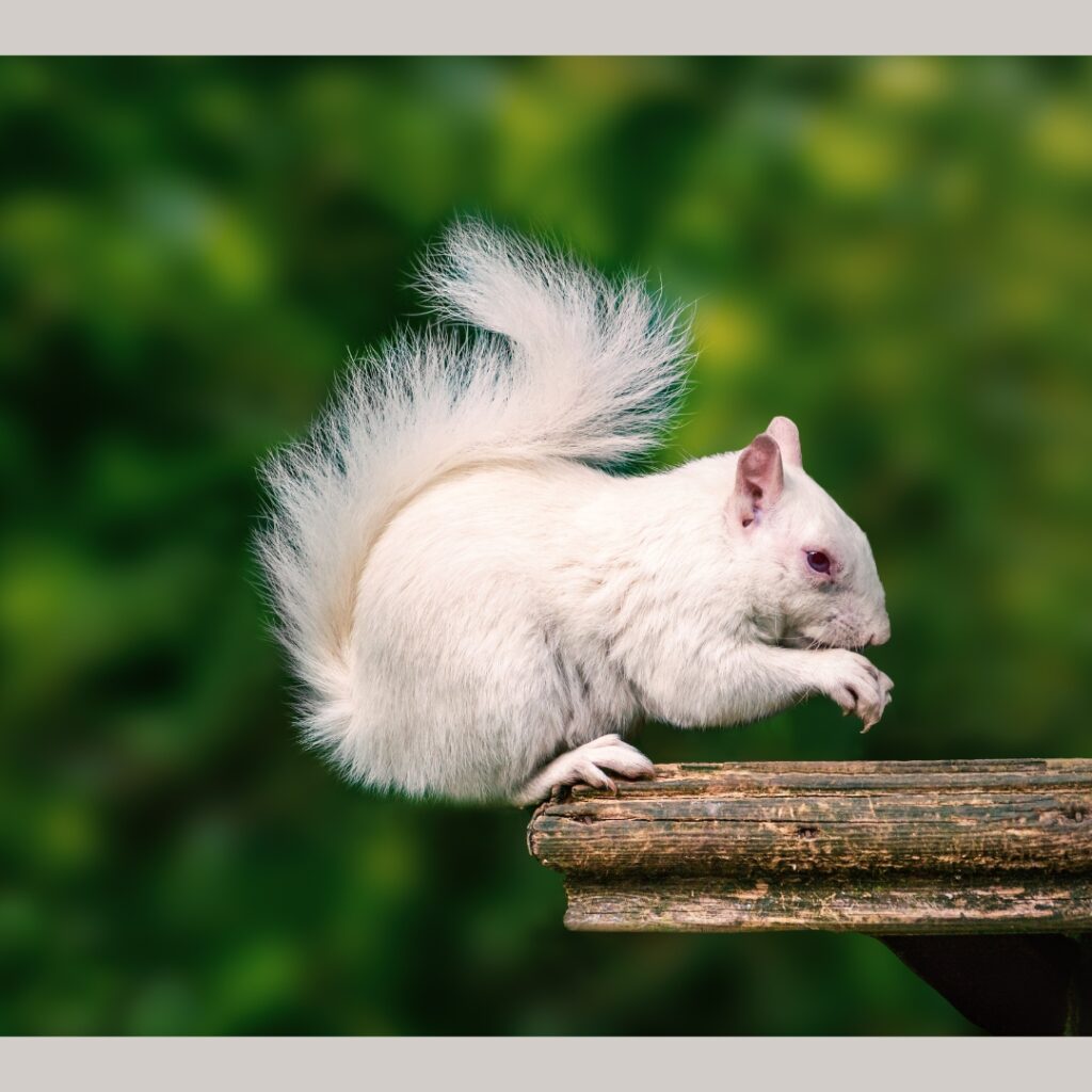 Albino squirrel, Rare wildlife, Unique animal species, Wildlife facts, Squirrel behavior, Wildlife diversity, Nature's wonders, Wildlife conservation, Albinism, Wildlife photography