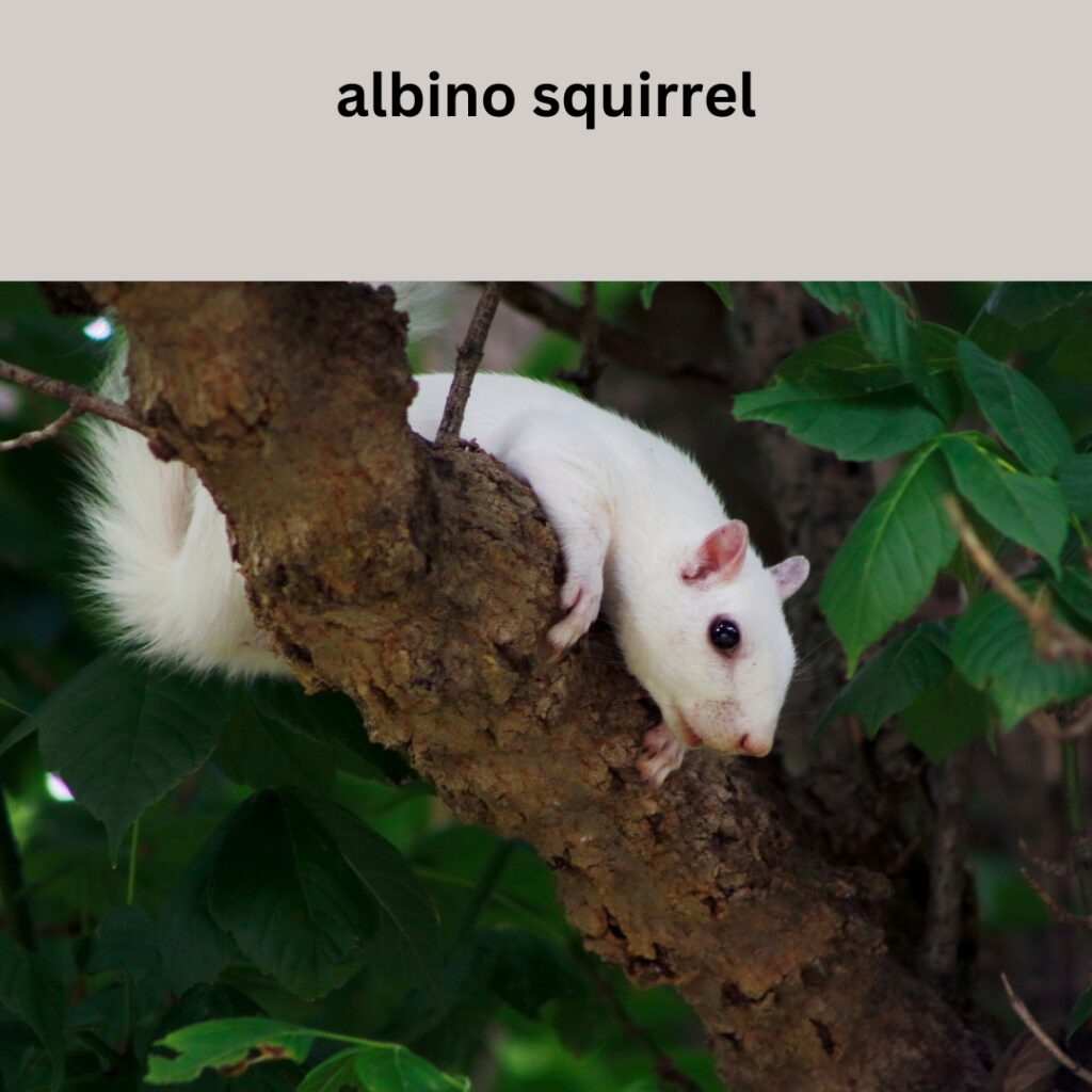 Albino squirrel, Rare wildlife, Unique animal species, Wildlife facts, Squirrel behavior, Wildlife diversity, Nature's wonders, Wildlife conservation, Albinism, Wildlife photography