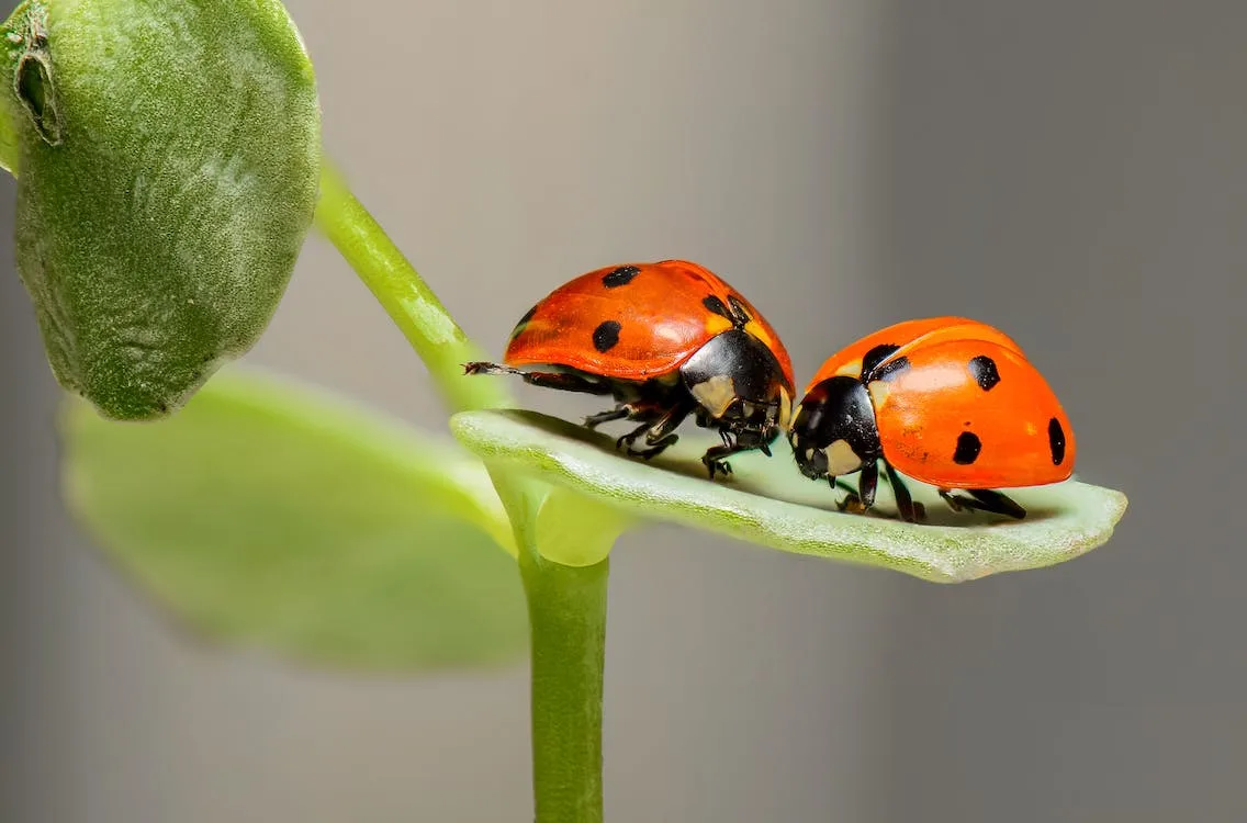 Two ladybirds resting on the edge of a green leaf