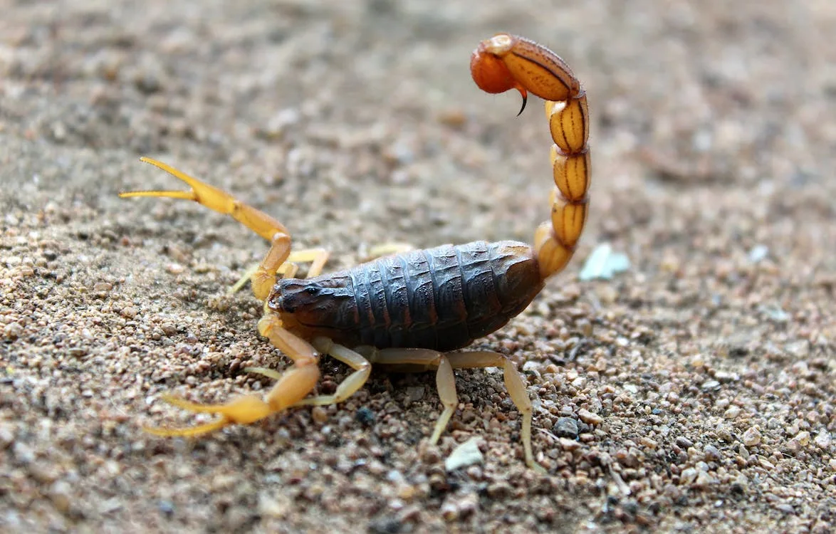 Scorpion on sand with its tail curled over its back and pincers held forward