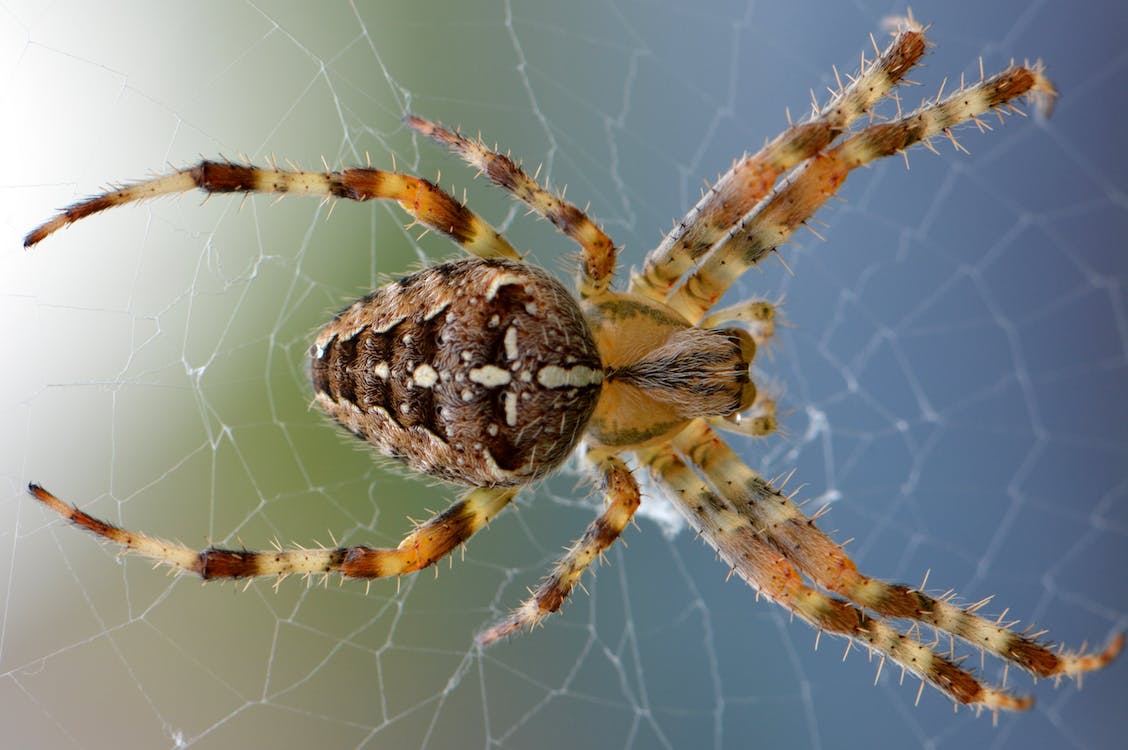 Free Brown Yellow Black Cross Orb Weaver Spider Stock Photo