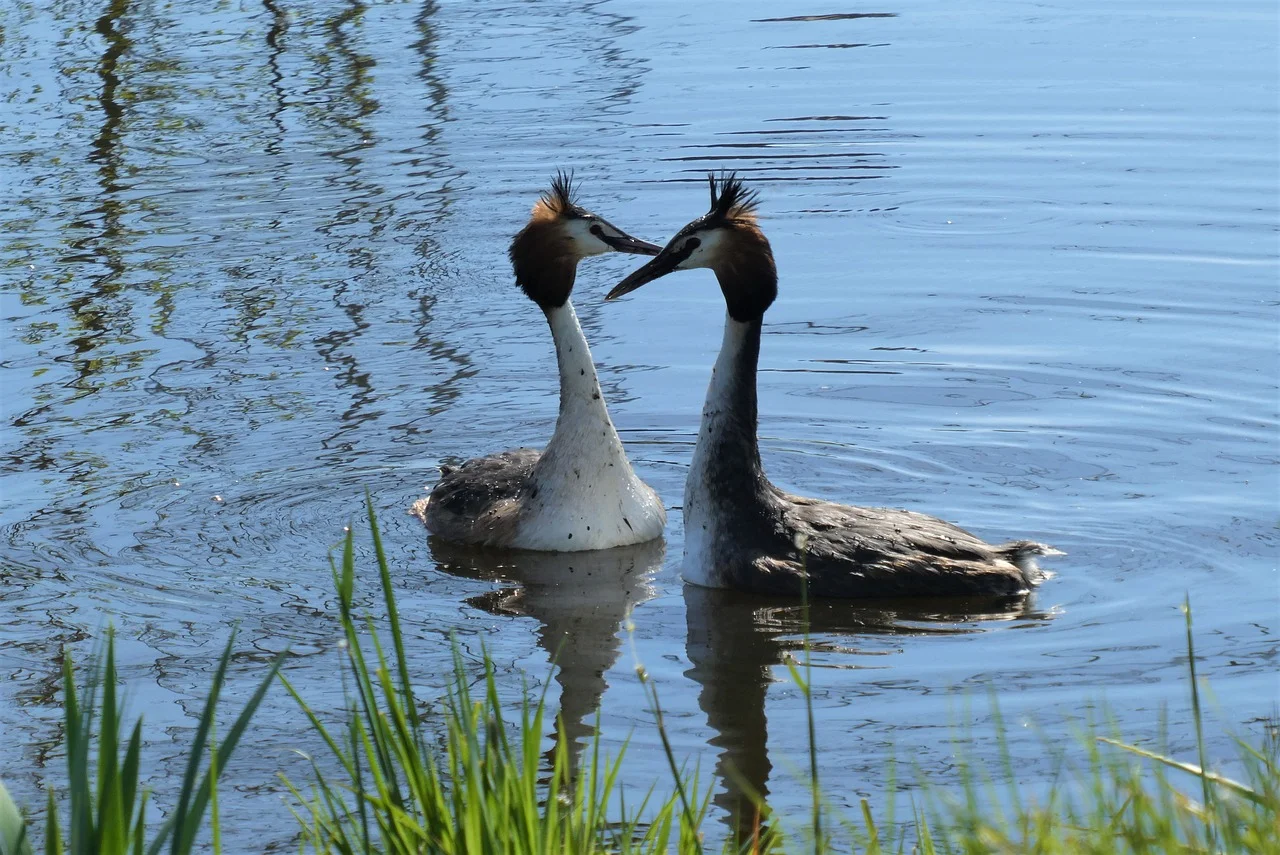 Free Great Crested Grebe Grebe photo and picture
